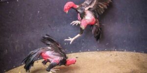 Luật đá gà đòn nói chung ở Việt Nam
